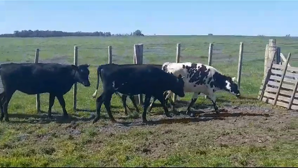 Lote (Vendido)4 Terneras 1 NORMANDO - 1 JERSEY - 2 HOLANO/ KIWI 230kg - , Flores