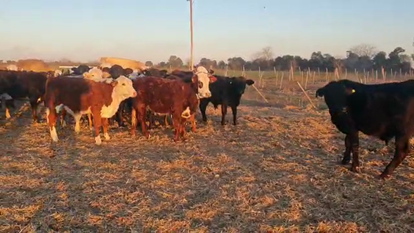 Lote 60 Terneros Braford y cruzas británicas en Esperanza, Santa Fe