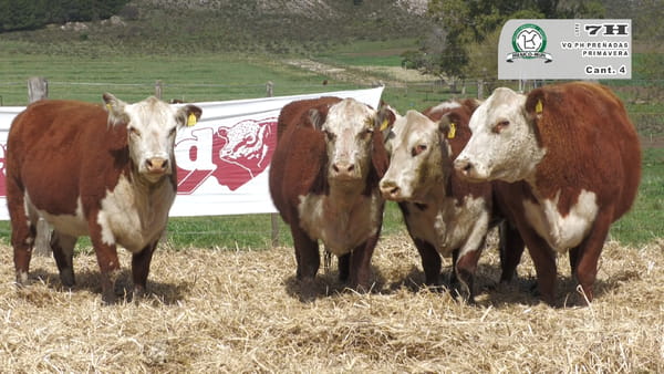 Lote VACAS HEREFOD PREÑADAS Y PARIDAS