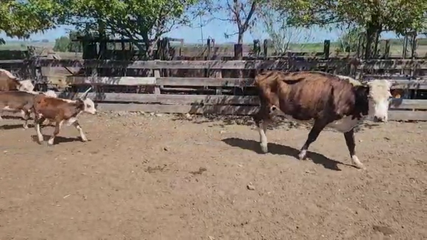 Lote (Vendido)6 Piezas de cría HEREFORD en SANTA RITA