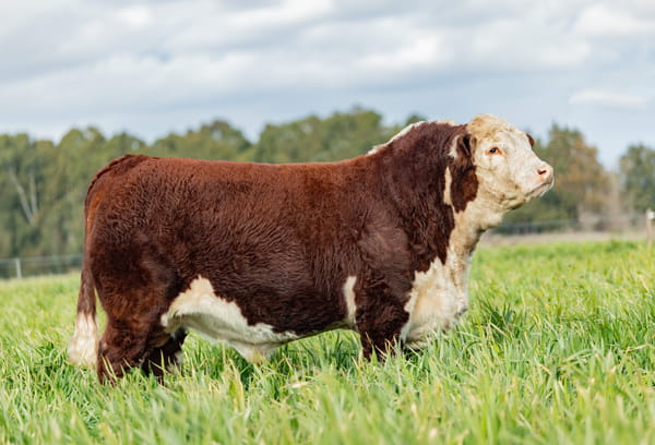 Lote ORDEN  10 TOROS PP