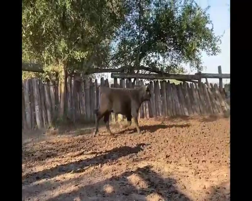 Lote 70 Terneros en Gral. Las Heras, Buenos Aires