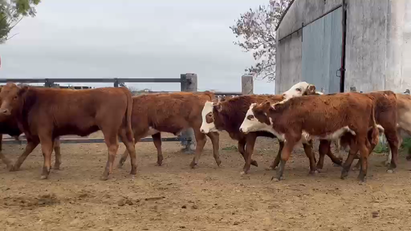 Lote 70 Terneros/as en Corrientes, Curuzú-Cuatiá
