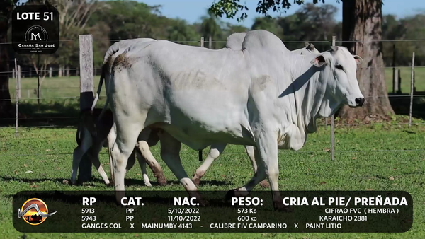Lote LOTE 51