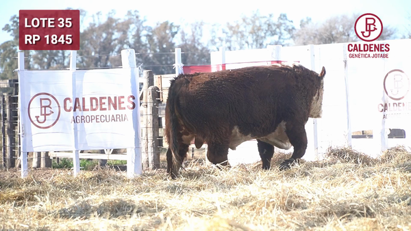 Lote Toro PR
