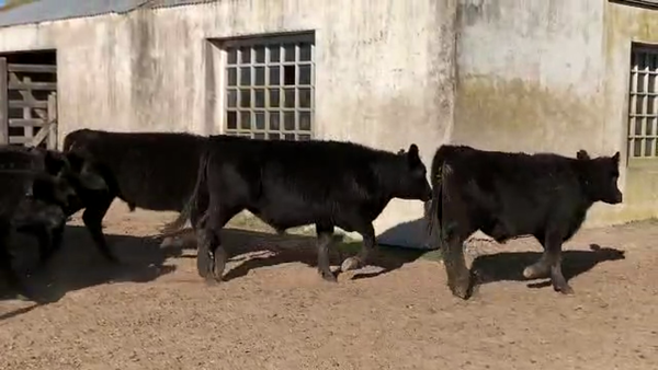 Lote 160 Terneros en Dolores, Buenos Aires