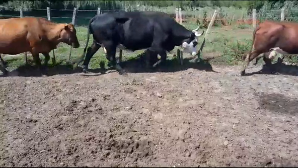 Lote 36 Vacas de invernar en Entre Ríos, Villaguay