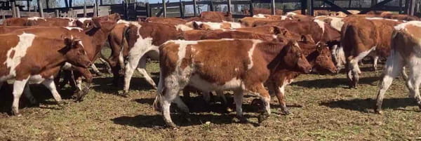 Lote 60 Vaquilla Engorda en Río Bueno, XIV Región Los Ríos
