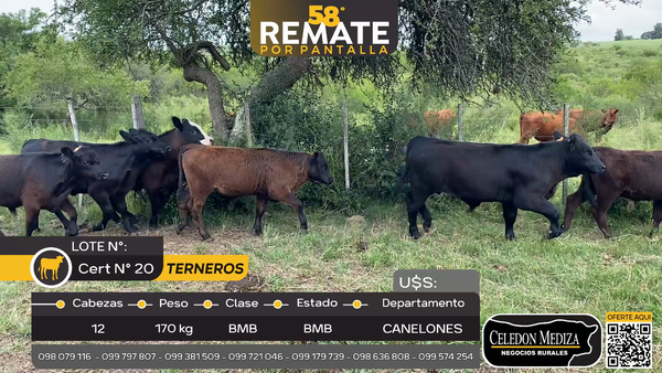 Lote 8 Terneros en Las Brujas, Canelones