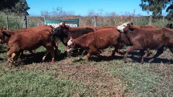 Lote 45 Terneros/as en Coronel Suarez