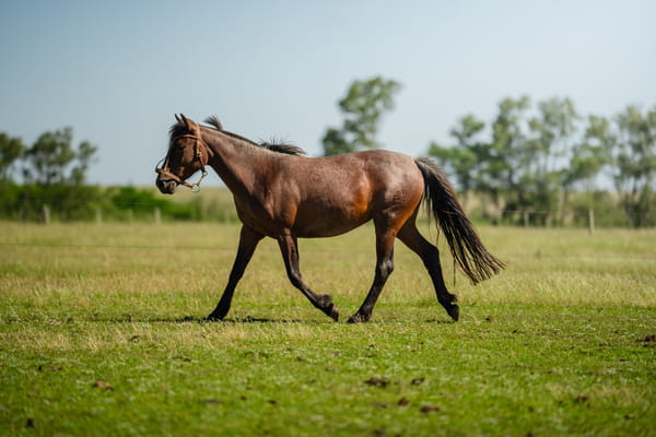 Lote CAMPERA LOS CERROS