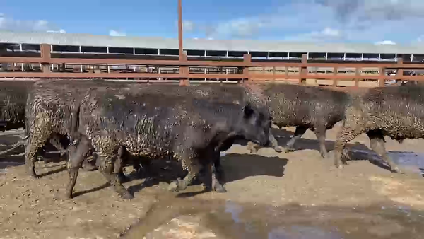 Lote 20 Novillo Gordo en Los Ángeles, VIII Región Biobío