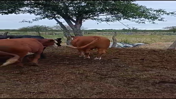 Lote 30 Novillitos en Villaguay, Entre Ríos