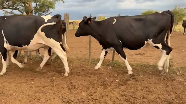 Lote 4 Vaquillonas , San José