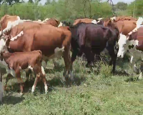 Lote 22 Vacas CUT con cría en Villaguay, Entre Ríos