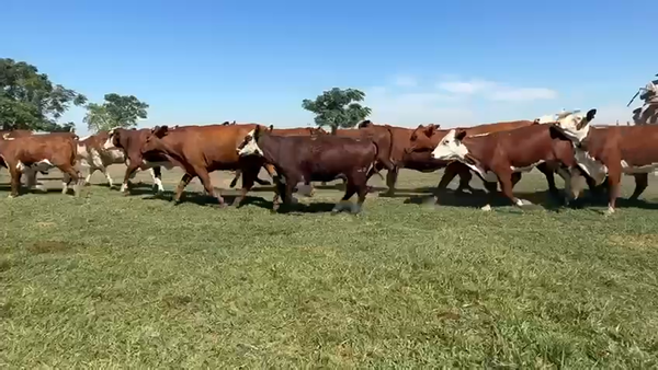 Lote 31 Vaquillonas en Corrientes, Mercedes