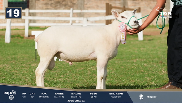 Lote LOTE 19