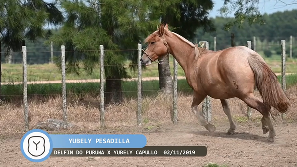 Lote Yúbely Pesadilla