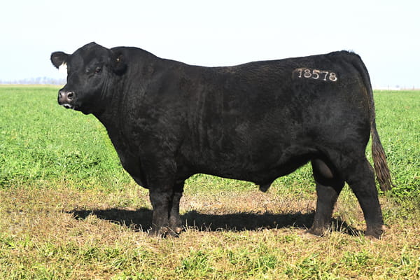 Lote RP 18578 - TOROS PP ELITE
