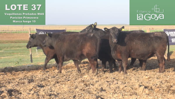 Lote VAQUILLONAS MAS PREÑADAS ANGUS PARICIÓN PRIMAVERA - 15