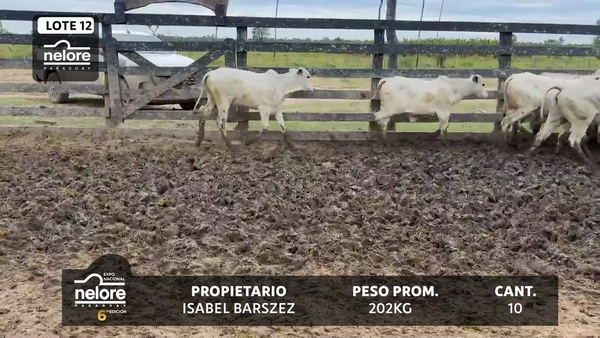 Lote LOTE 12