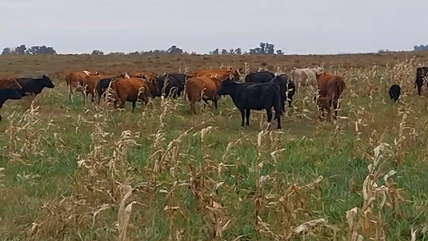 Lote 28 Vacas CUT preñadas