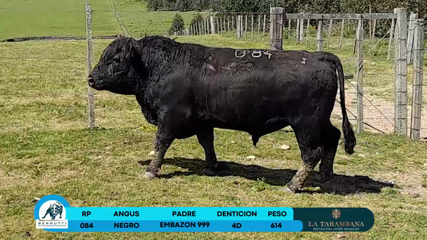 Lote Toros Angus 614kg - , Rocha