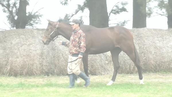 Lote BLANCHIMONT (SAFETY CHECK -  BEAUTIFUL EYES)