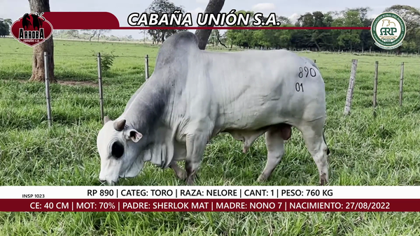 Lote TORO