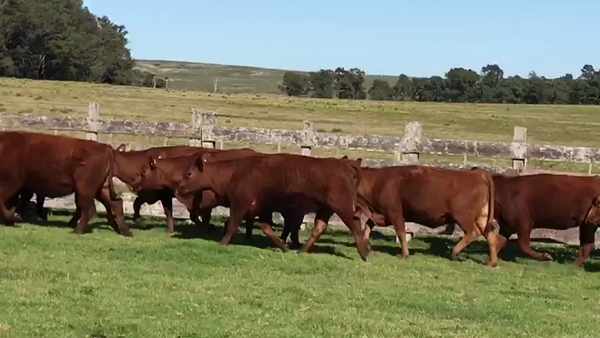 Lote 11 VACAS PREÑADAS a parir en Marzo y Abril