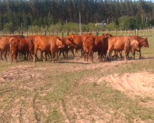 Lote 36 Vaquillonas en Ituzaingó, Corrientes