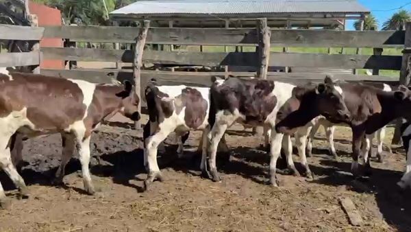 Lote TERNEROS