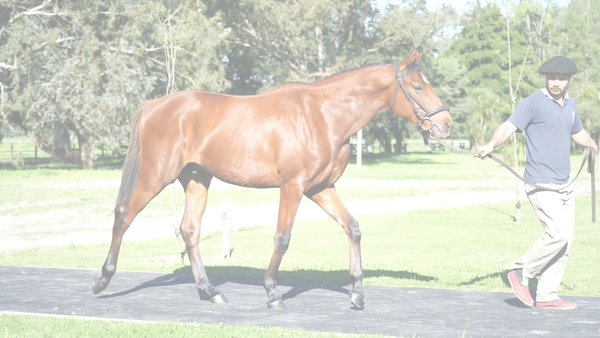 Lote BEACH STARS (TREASURE BEACH -  WIN THE STARS)