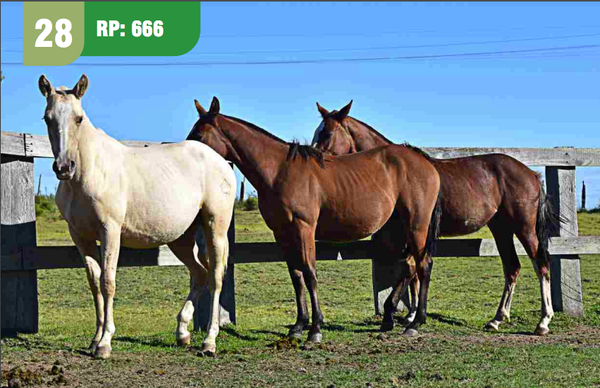 Lote DUQUESA CUARTEADOR