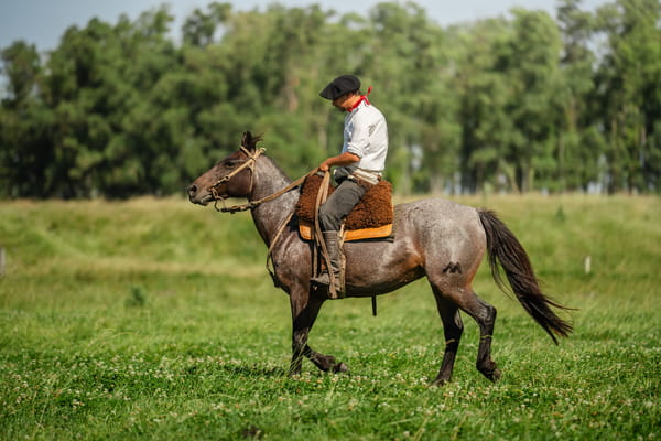 Lote TORONJA BORDONA