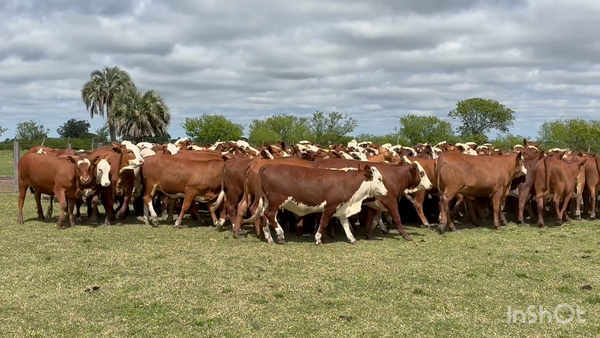 Lote 114 Terneras en Corrientes, Perugorría