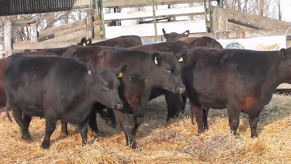 Lote """SAN BAUTISTA DEL SUR"" VAQUILLONAS MADRES ANGUS SELECCIONADAS CON GARANTÍA DE PREÑEZ"