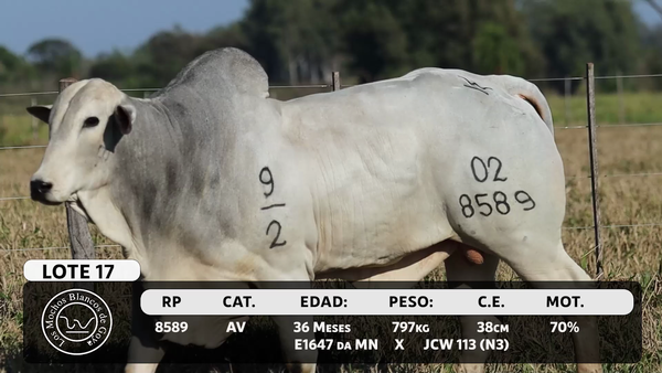 Lote LOTE 17