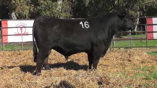 Lote ANGUS PURO CONTROLADO