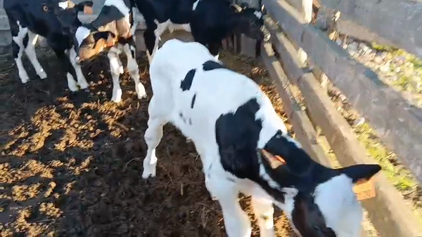 Lote 4 Terneros, San José