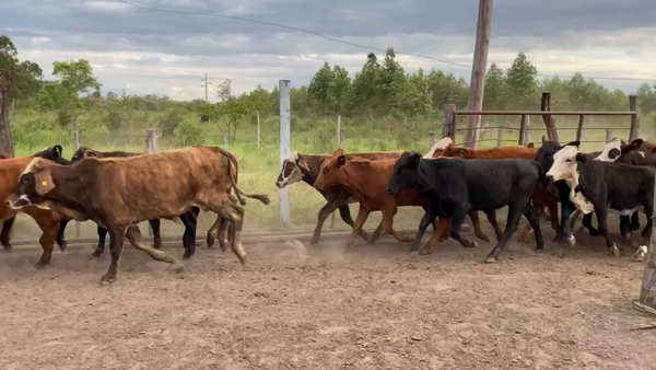 Lote 70 Terneros/as en Bella Vista, Corrientes