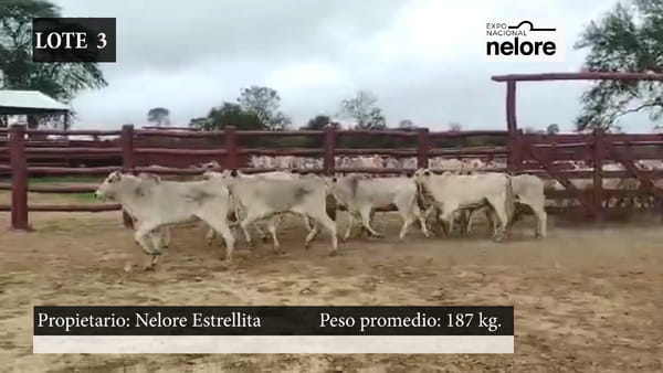 Lote Expo Nacional Terneras - Lote 03