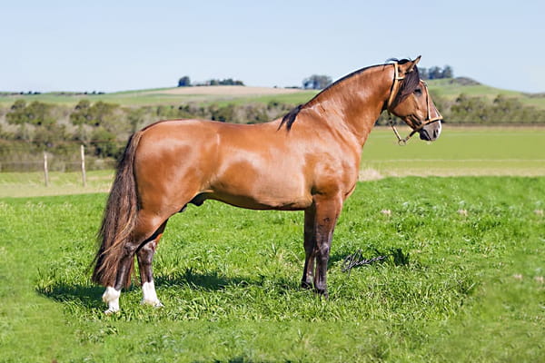 Lote JUJO SANTO CALA BASSA