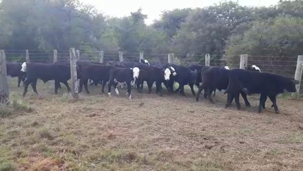Lote 11 Machos y 15 Hembras Cruzas Británicas en Helvecia, Santa Fe