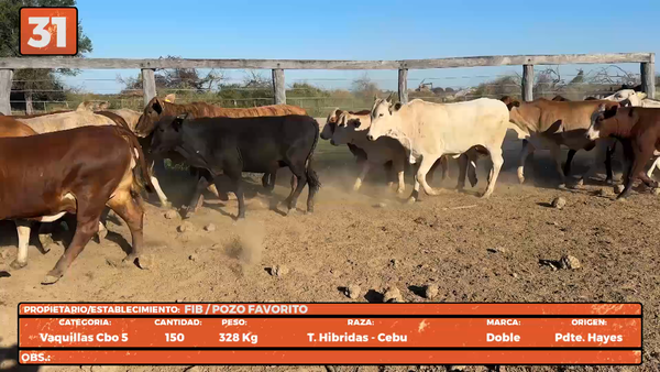 Lote LOTE 31