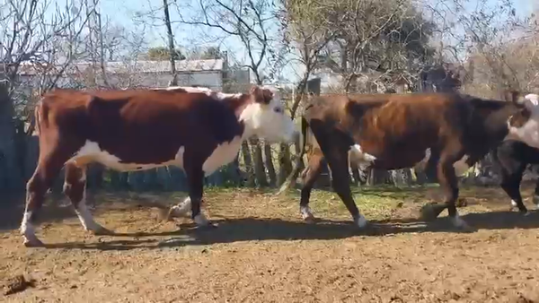 Lote 40 Vacas nuevas C/ cria en Entre Ríos, Villaguay