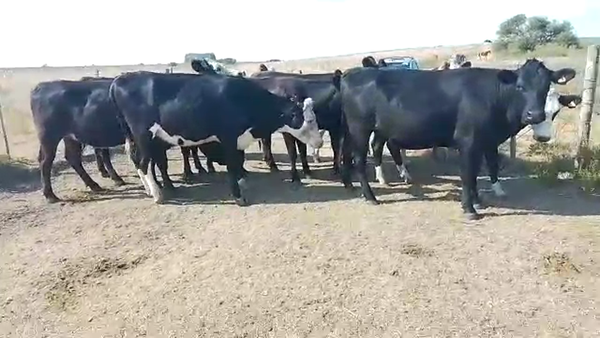 Lote Vaquillonas 9