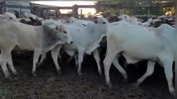 Lote Lote Toros