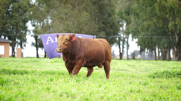 Lote Toros PC Colorado