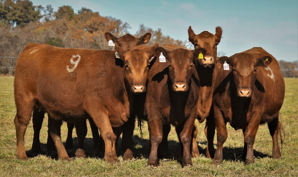 Lote Vaquillonas Angus PC Primavera